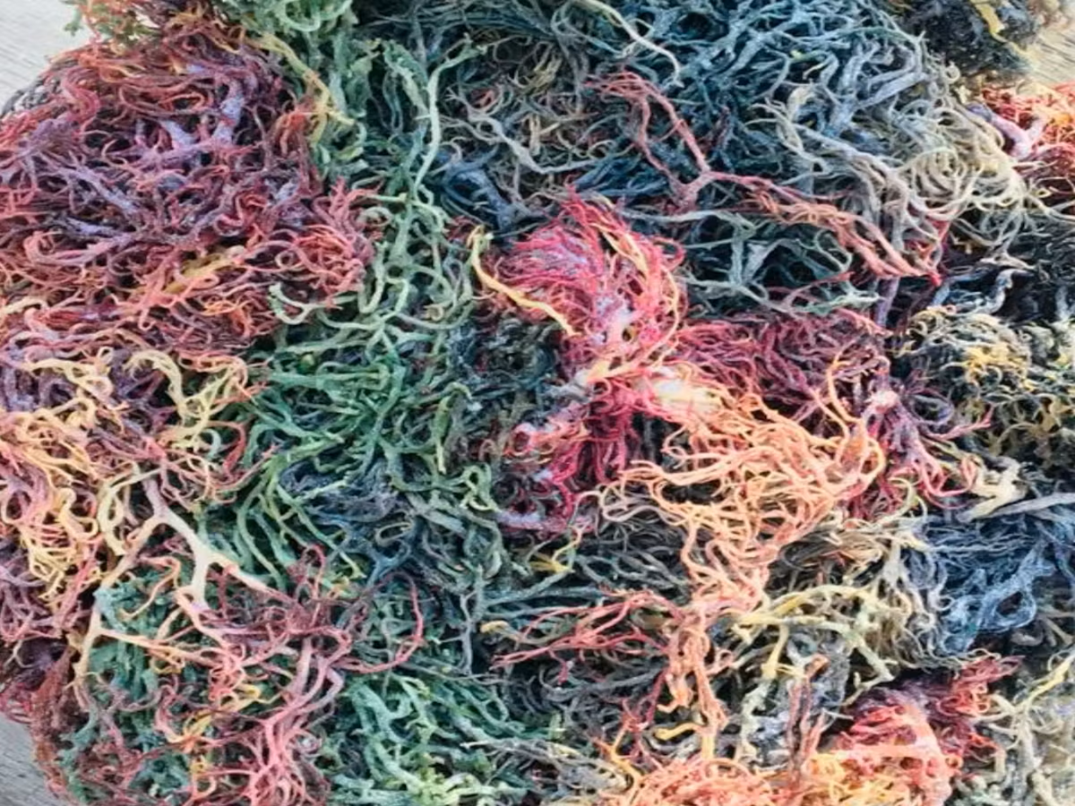 69424untitled design 2024 03 14t152529.329